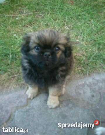 pekinczyki Stradunia