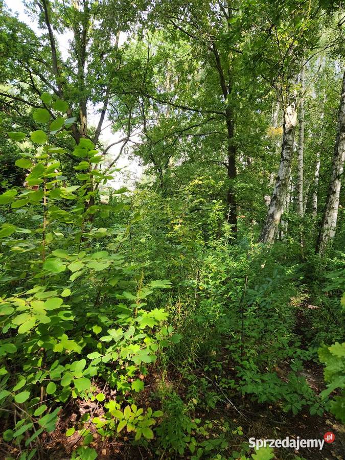 Do wycinki brzozy dęby ok 60 Radom