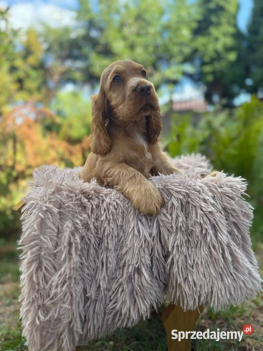 Cocker spaniel angielski Piesek Rodowód Kielce