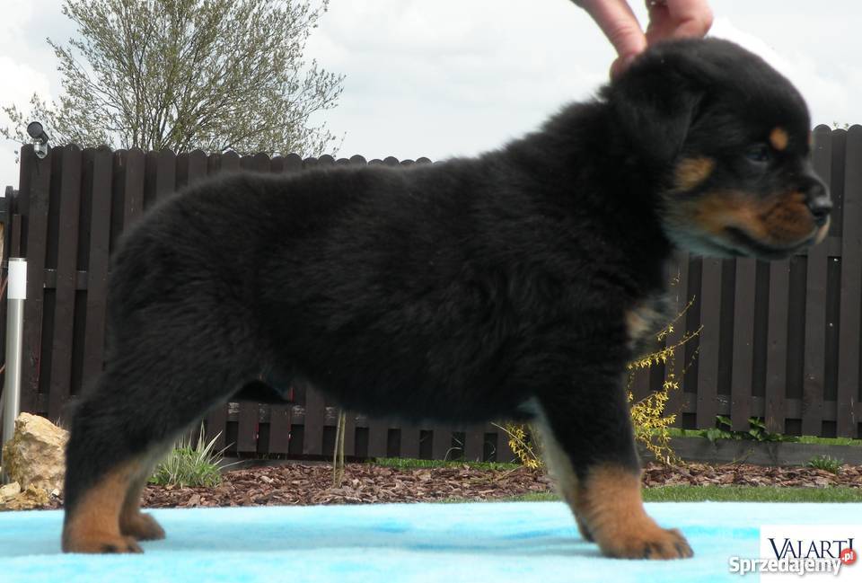 Szczenięta rasy Rottweiler rodowód ZKwP Zaskale