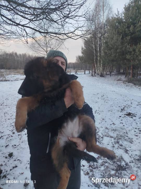 owczarek niemiecki Poczesna