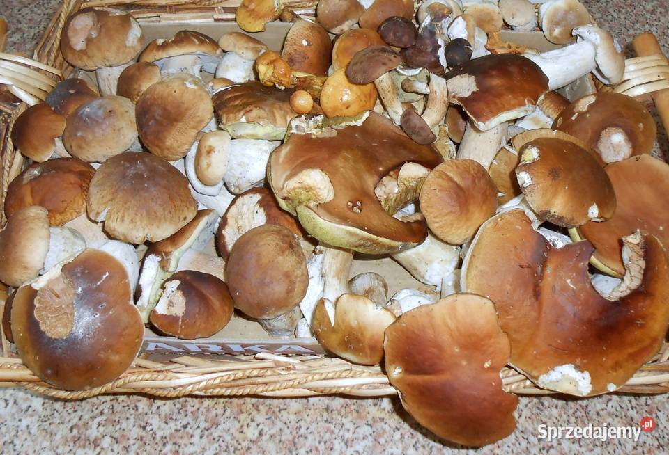 suszone grzyby prawdziwek Pozostałe śląskie Skoczów