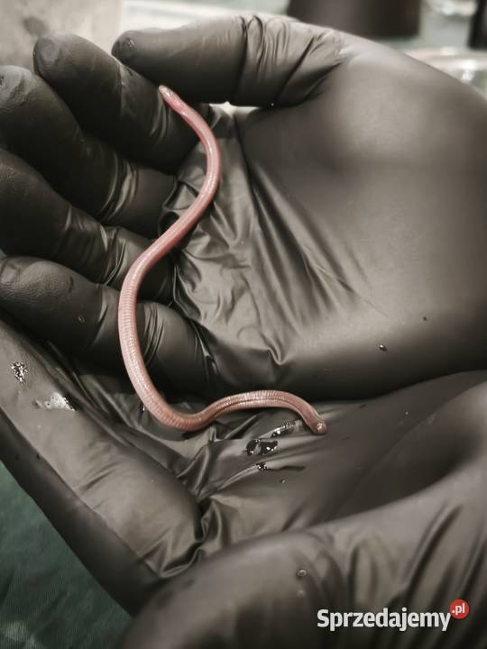 blanus sp blind snake slepucha młody osobnik dolnośląskie Wałbrzych