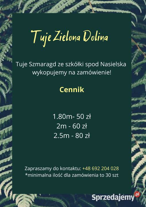 Tuja szmaragd 180m szkółka Mazewo Dworskie"A"