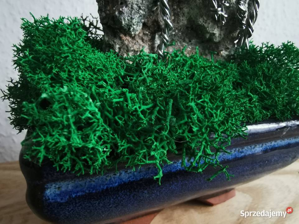 Fioletowe bonsai Doskonały prezent na święta 35