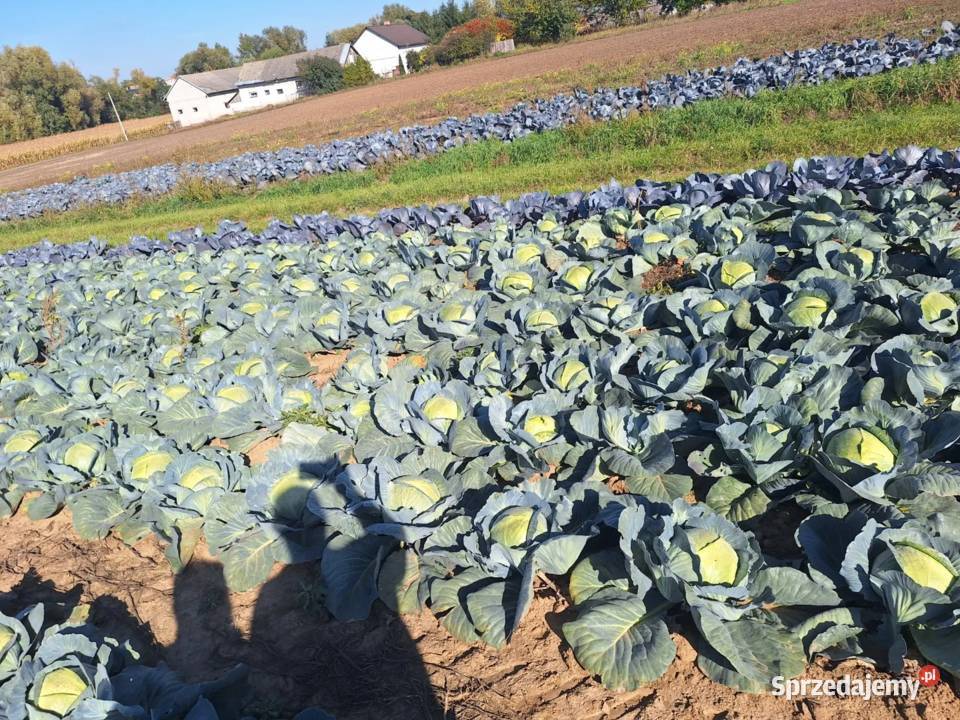 kapusta biała i czerwona główki i szatkowana Zamiechów