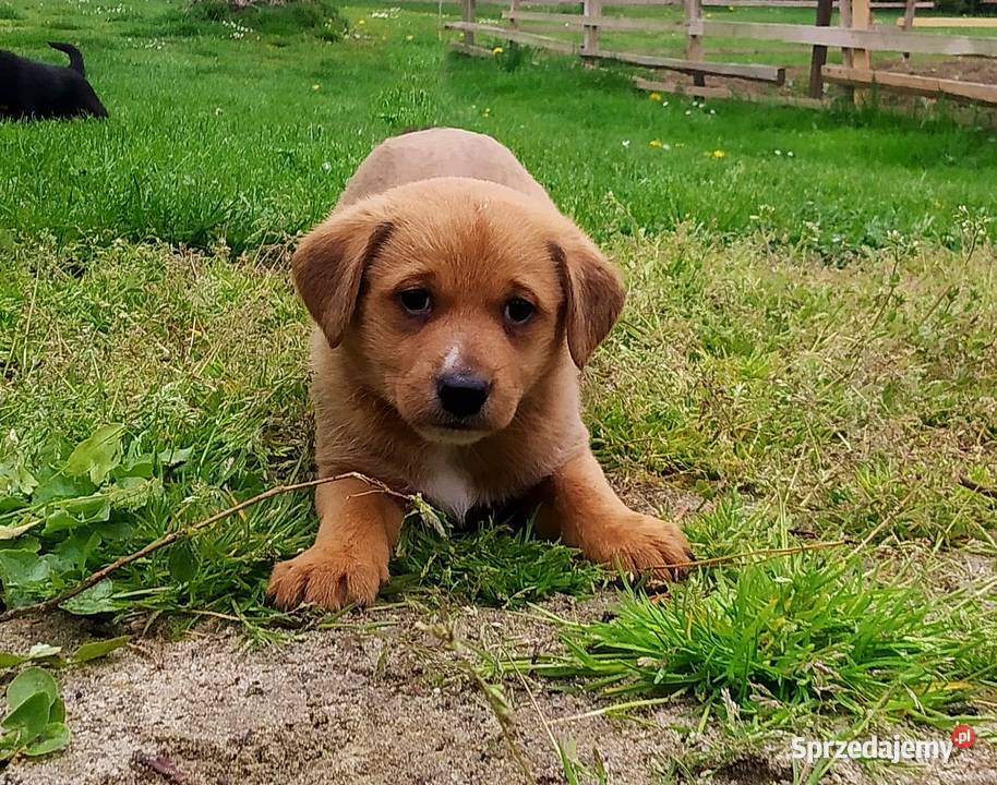 Śliczne pieski 5 tygodniowe Oddam Pozostałe Malinówka sprzedam