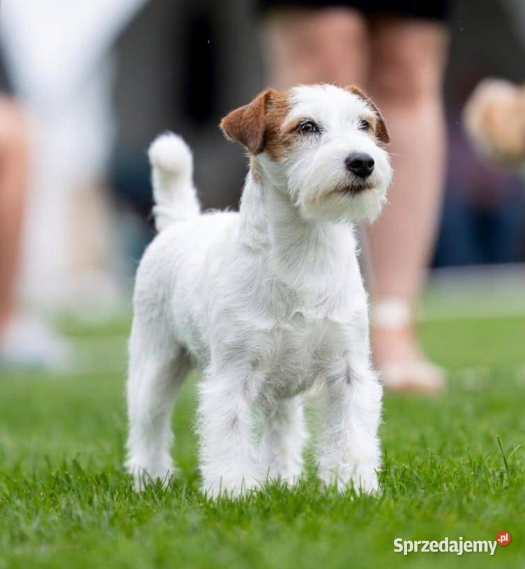 Szczenięta Jack Russell Terrier rodowód linia Magdalenka