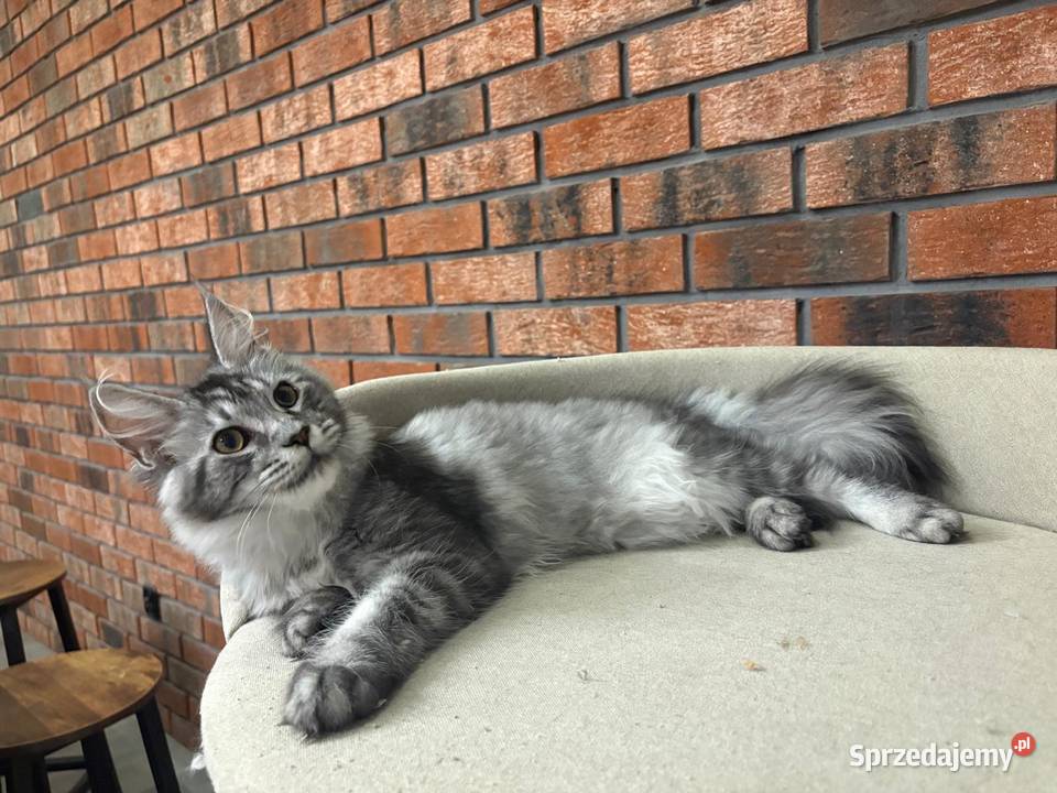 Maine Coon Kotka Mia sprzedam