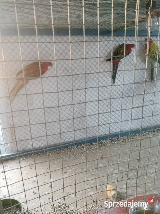 Sprzedam rozelle białolicą Włocławek