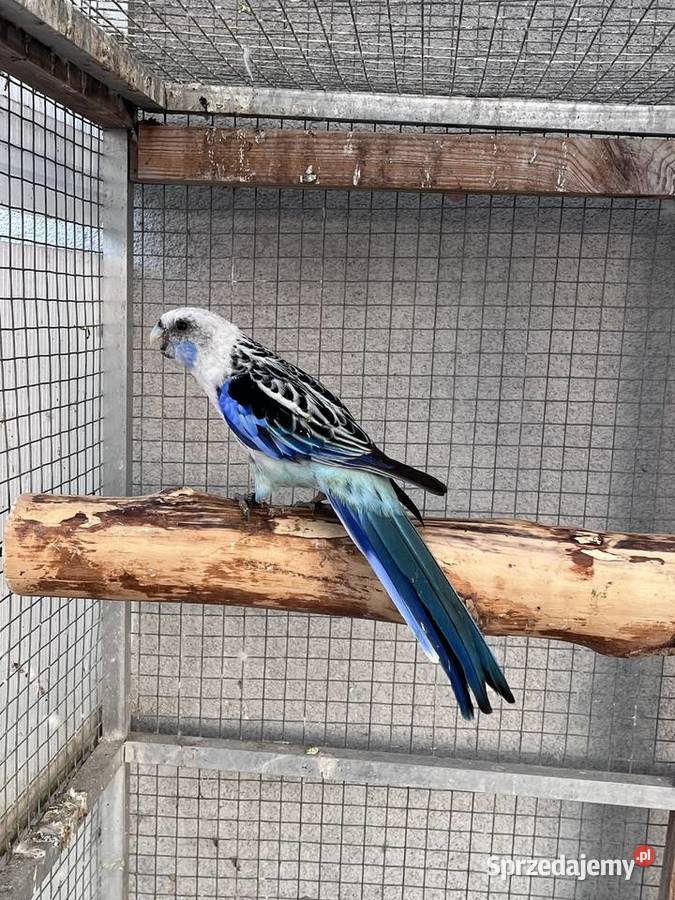 Rozelle białolice śląskie Sośnicowice sprzedam