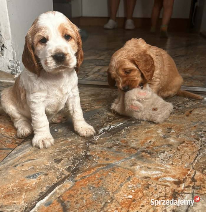 Szczeniaki cocker spaniel Nicponia
