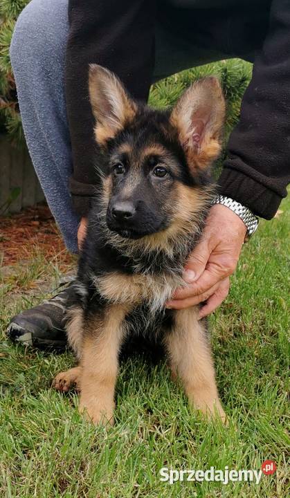 Owczarek Niemiecki FCI wybitne szczenieta Warszawa