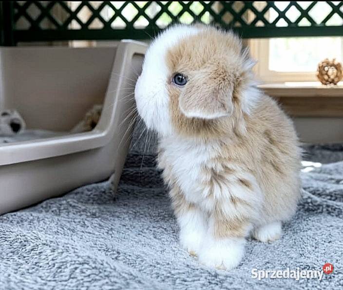Piękneniebieskookie kroliczki mini lop Poznań