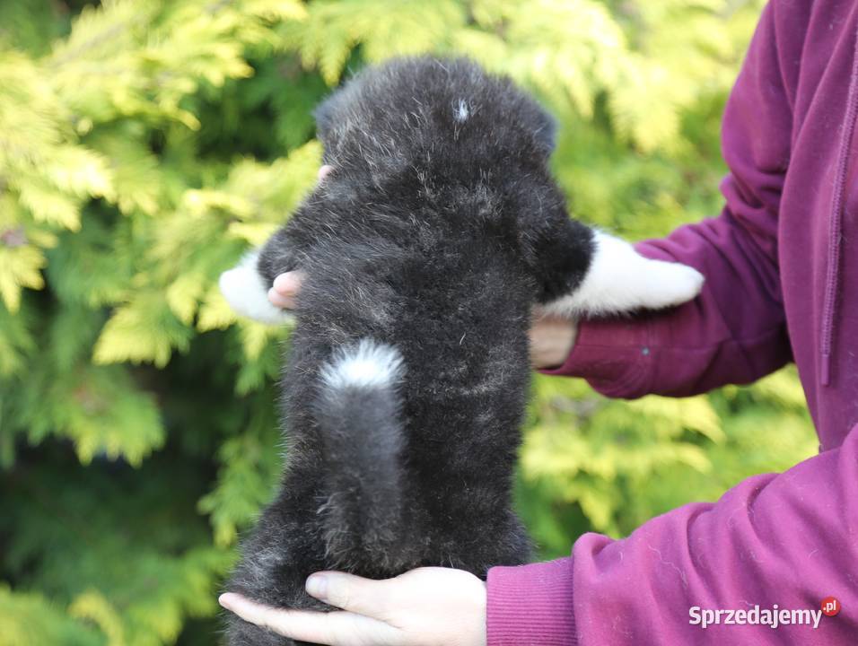 Akita inu japońska pręgowane szczenię Meiyosho Akita Wrocław