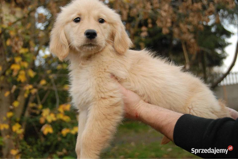 Golden Retriever Golden Retriever świętokrzyskie