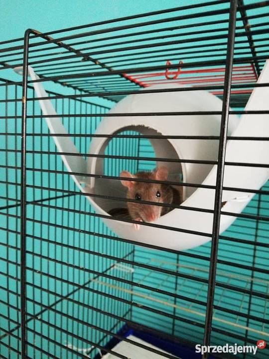 Szczury Szczurki Kielce sprzedam
