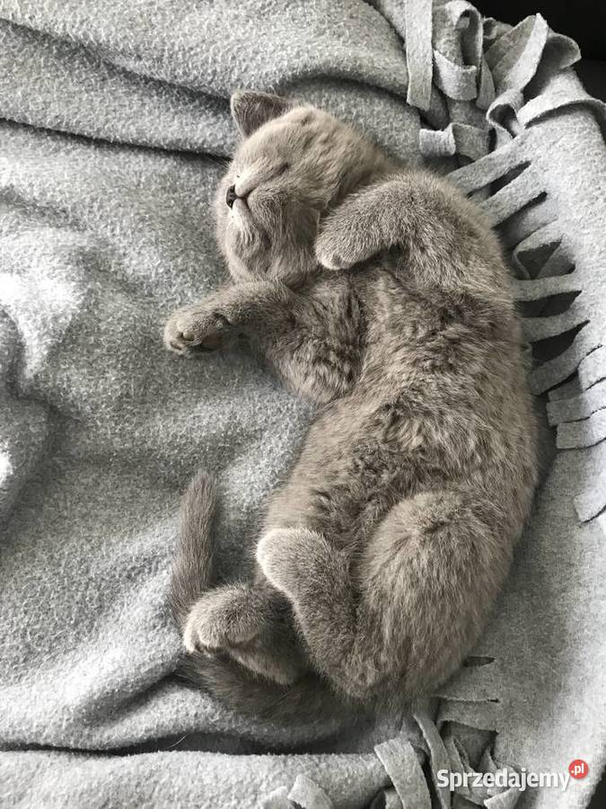 Ostanie dwa kotki Brytyjskie Niebieskie Koty Kielce