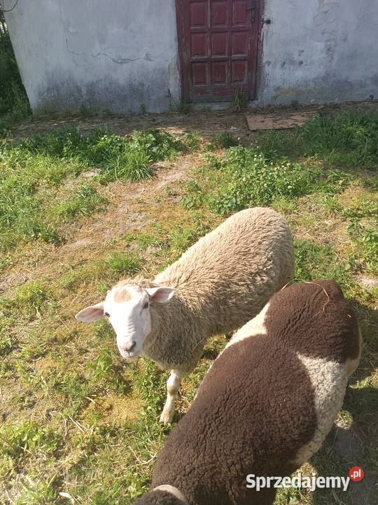 Baranki owce Owce Kolonia Lipnik