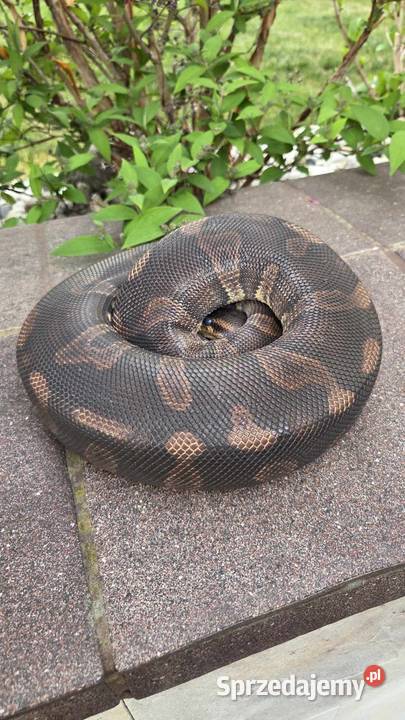 Super Chocolate Samica Regius Python Gady i płazy