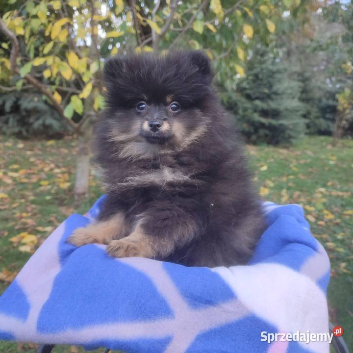 Wzorcowy Mały Szpic Niemiecki piękny exterrier Krapkowice