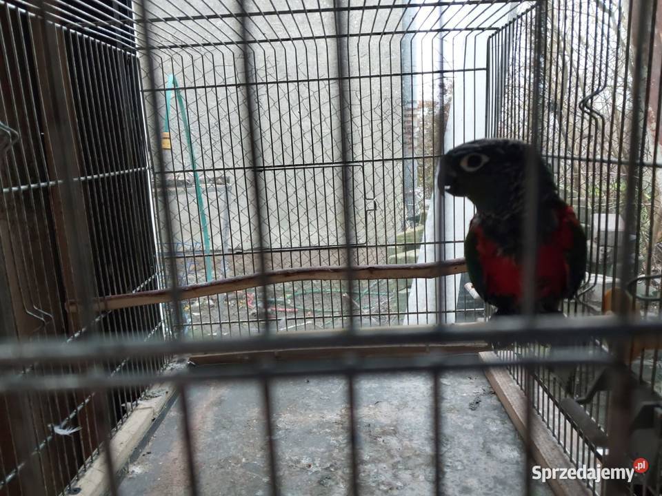 Sprzedam papugę sprzedam
