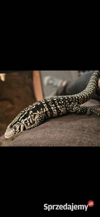 Teju argentynski mlody Koszalin