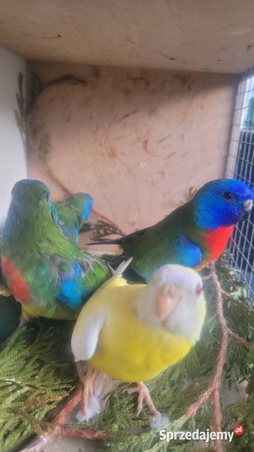 Papugi łąkówki wspaniałe Wieliczka