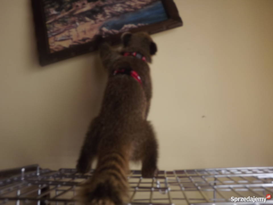 Ostronos Coati młodziutki samczyk Pozostałe Kołobrzeg