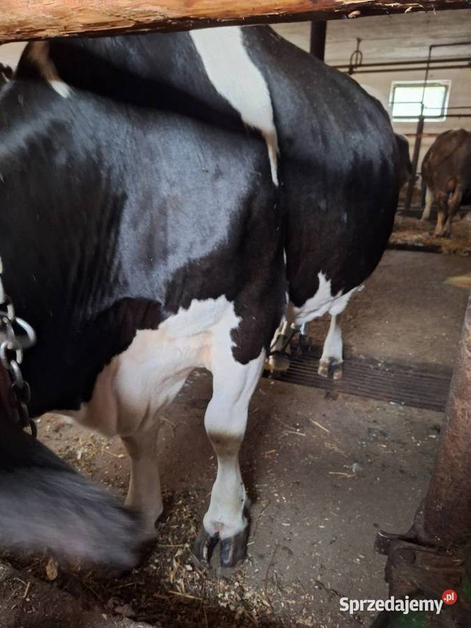 Sprzedam krowę mleczną mazowieckie Myszyniec