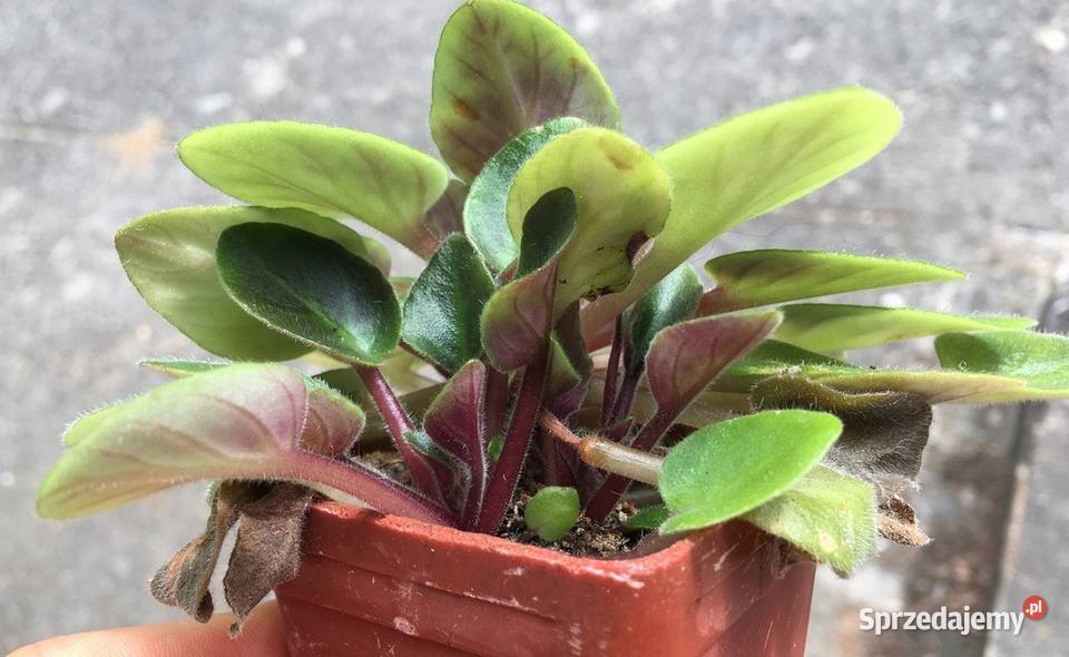 Fiołek Saintpaulia Dangerous 4 miniatura Kraków
