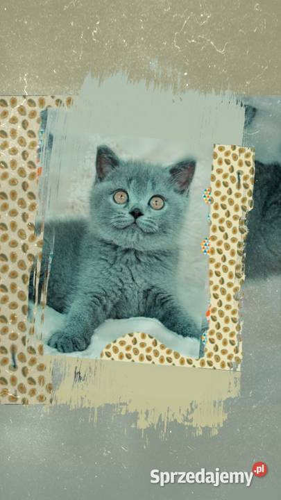 Kot brytyjski niebieski Wodzisław Śląski