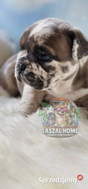 Buldog Francuski zapowiedź miotu kwiecień Psy Pszów