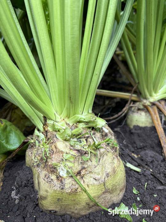 Buraki cukrowe Wólka Pełkińska