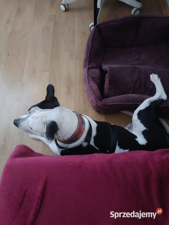 Suczka amstaff z rodowodem Jarocin