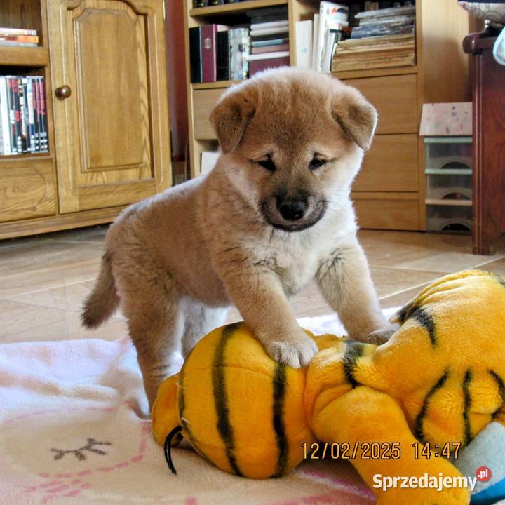 Shiba trzy pieski i suczka wszystkie czerwone Bychawka Trzecia sprzedam