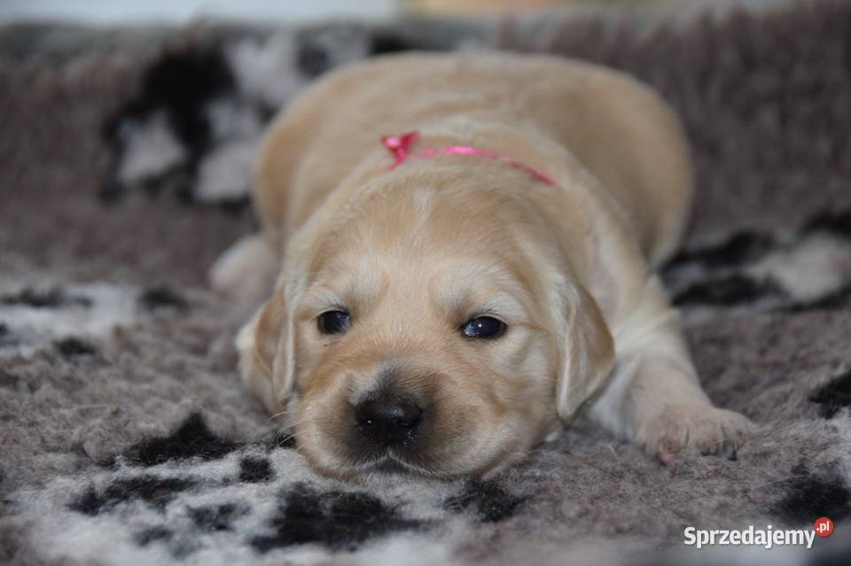 Szczenięta golden retriever ZKWP FCI Łochów