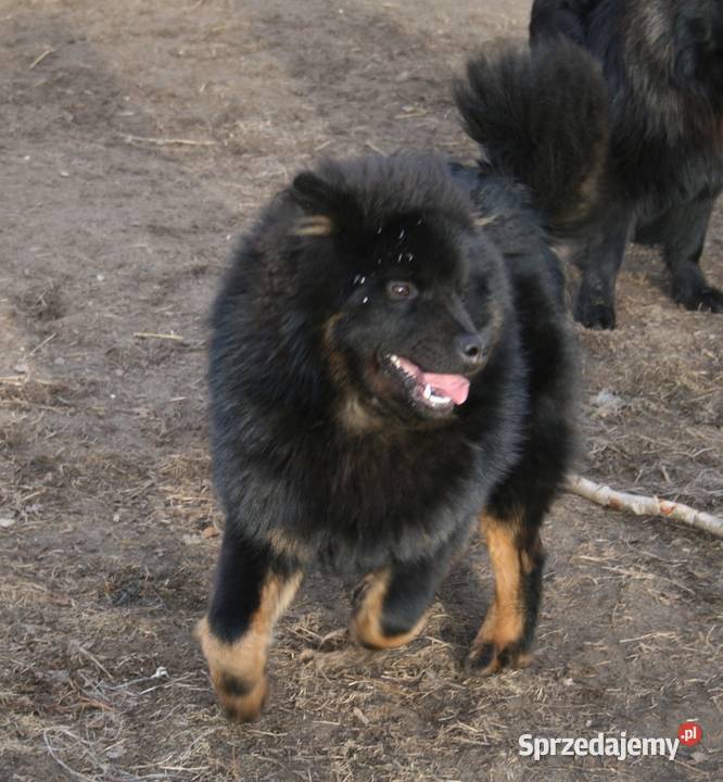 Eurasier młodziutki samiec czeka Puszcza Mariańska