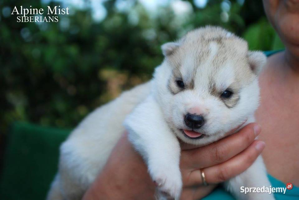 Szczeniaki srebrnobiałe Siberian Husky lato 2023 Rzeszów