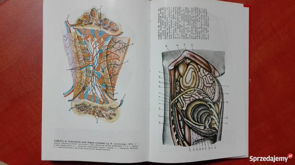 Anatomia Zwierząt Domowych tom 2 AAkajewski Rok wydania 1997 Olsztyn