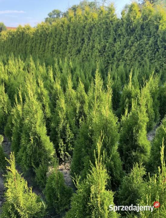 Tuje Szmaragd 130100 ładne Podrzecze