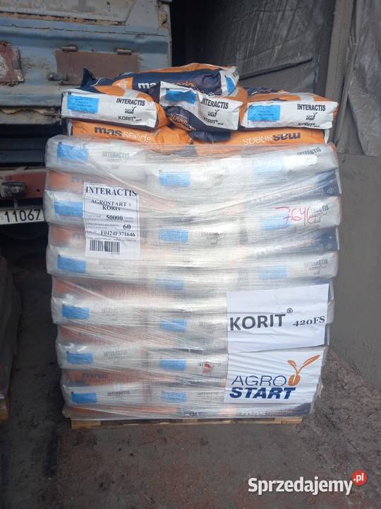 Kukurydza materiał siewny MAS KWS KORIT Biskupice sprzedam