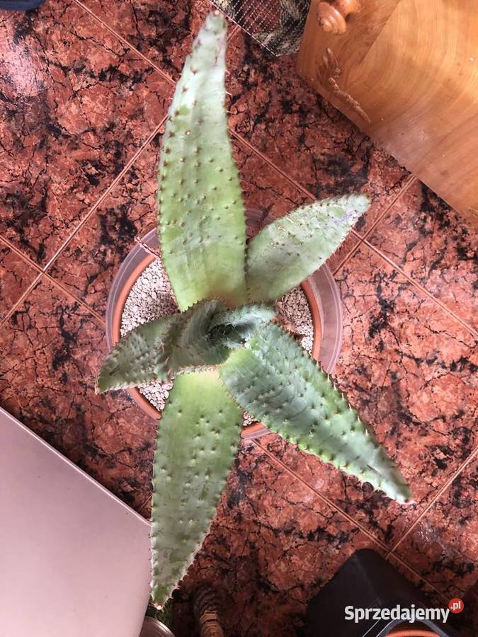 Aloes Aloe Ferox piękny rzadki w Polsce gatunek Piastów sprzedam