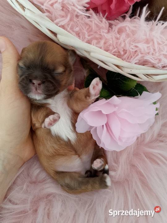 Czekoladowa suczka rasy ShihTzu Namysłów sprzedam