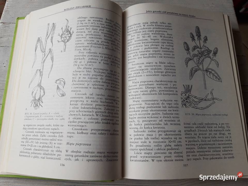 Na działce wiosny do jesieni 1990 Bielsko-Biała sprzedam