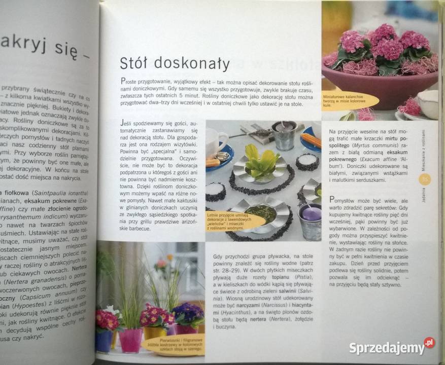 ROŚLINY DONICZKOWE Pielęgnacja porady Gorzów Wielkopolski