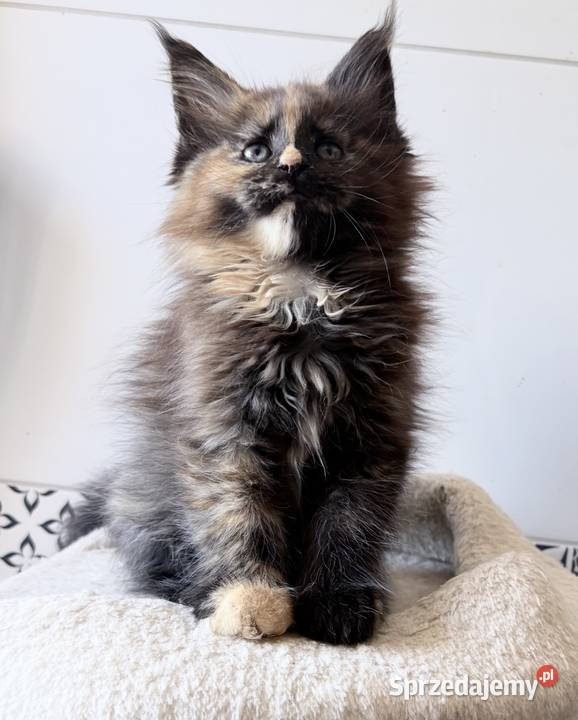 Maine Coon kotki Wińsko