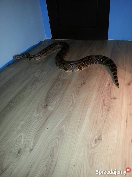 Boa dusiciel samica ogromna Zielona Góra sprzedam