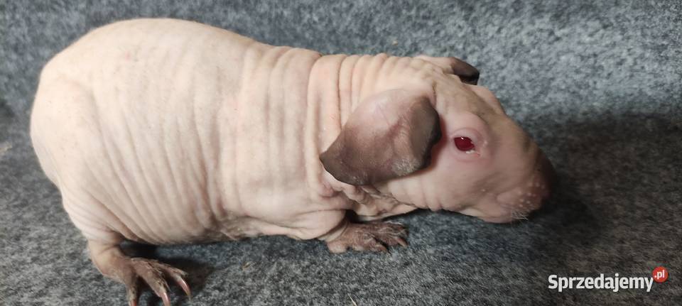 Świnka morska cavia skinny Baldwin US Teddy z Dąbrowa Górnicza
