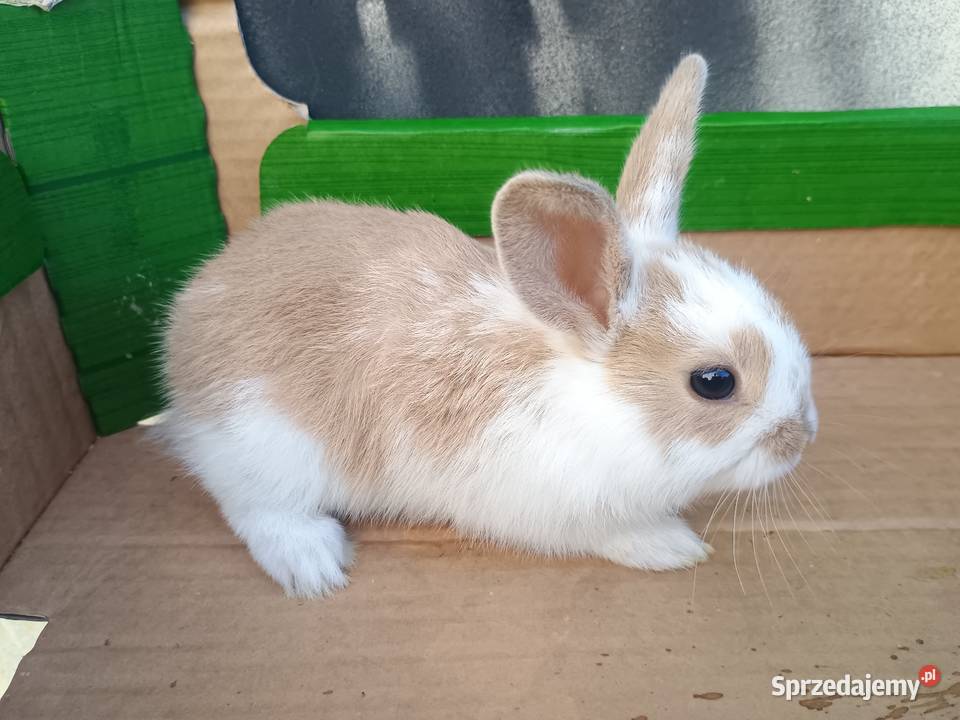 Króliki miniaturki Tomaszów Lubelski